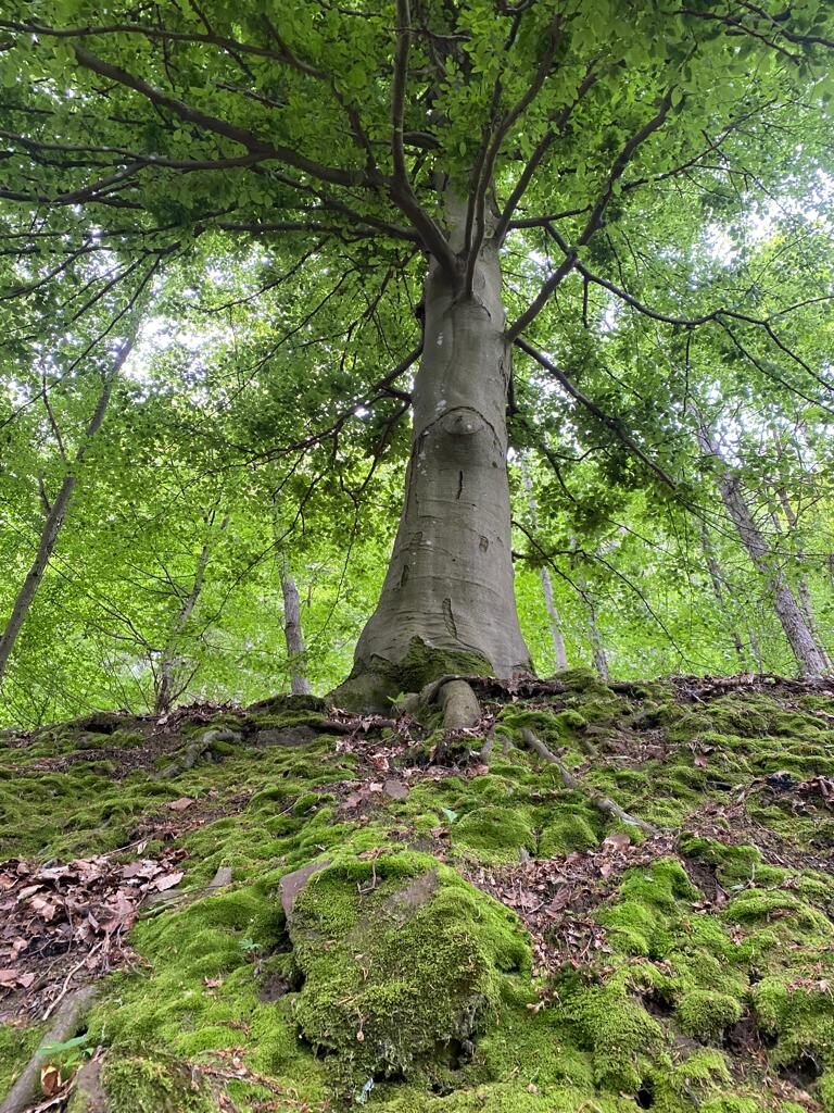 Baum im Wald